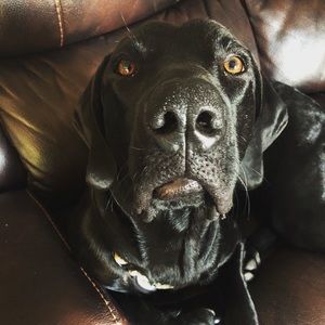 Meet your Posher, Abby